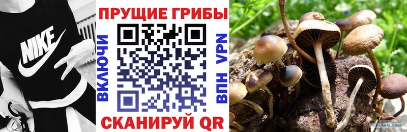 blacksprut   Новоульяновск  Галлюциногенные грибы GOLDEN TEACHER 